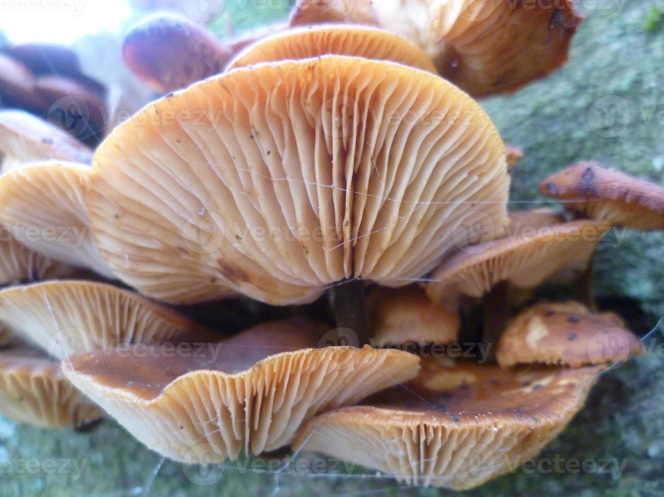 fungos de árvore foto