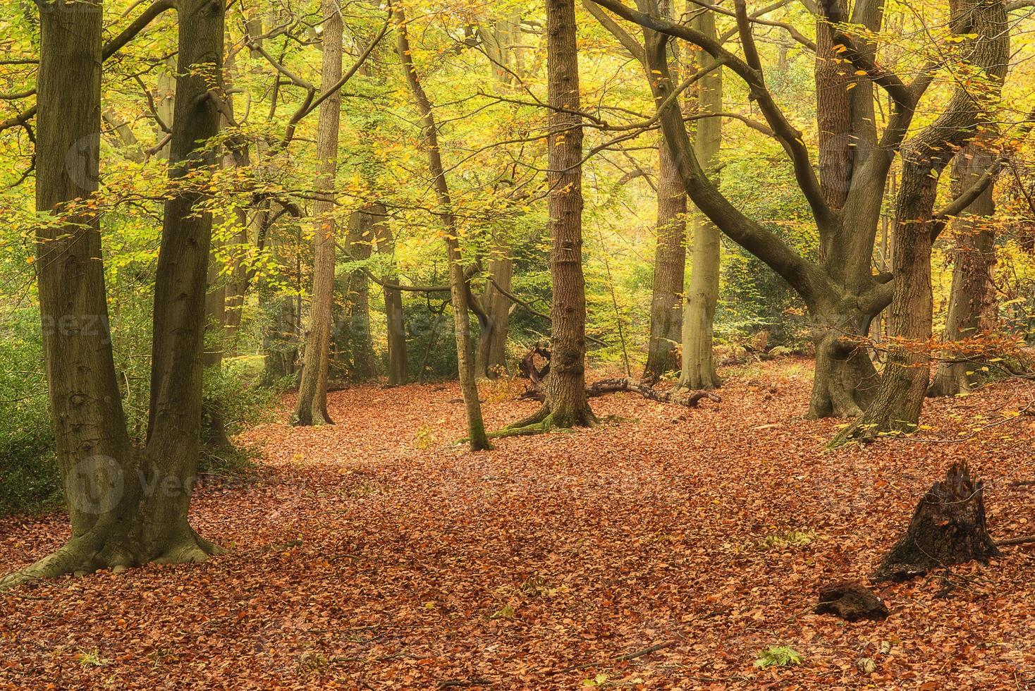 lindas cores vibrantes de outono outono em paisagem de floresta foto
