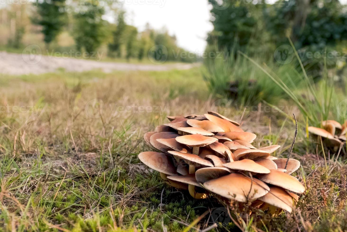 cogumelos em uma floresta de outono em um dia ensolarado foto