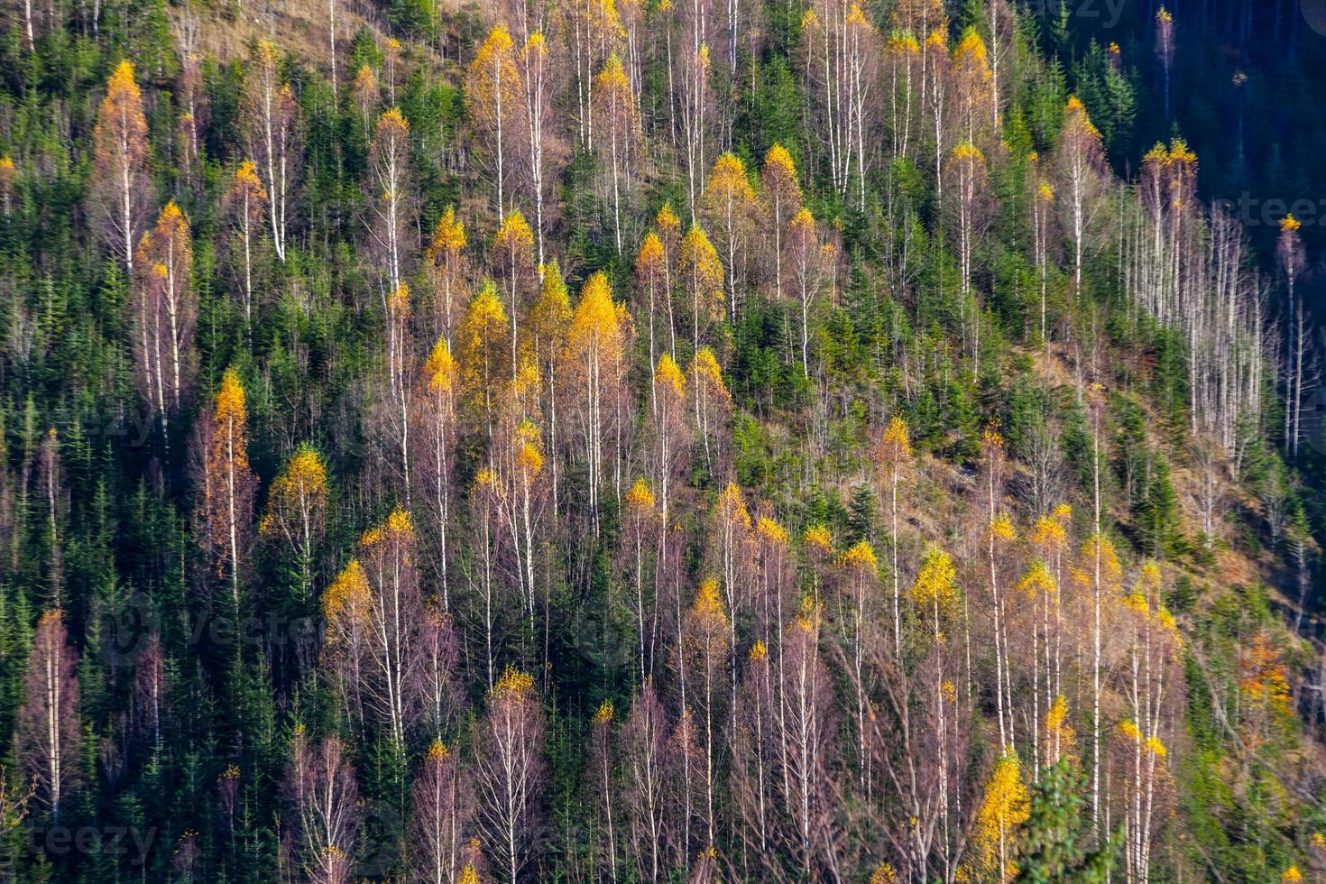 bela paisagem de outono nas montanhas karpaty na floresta foto