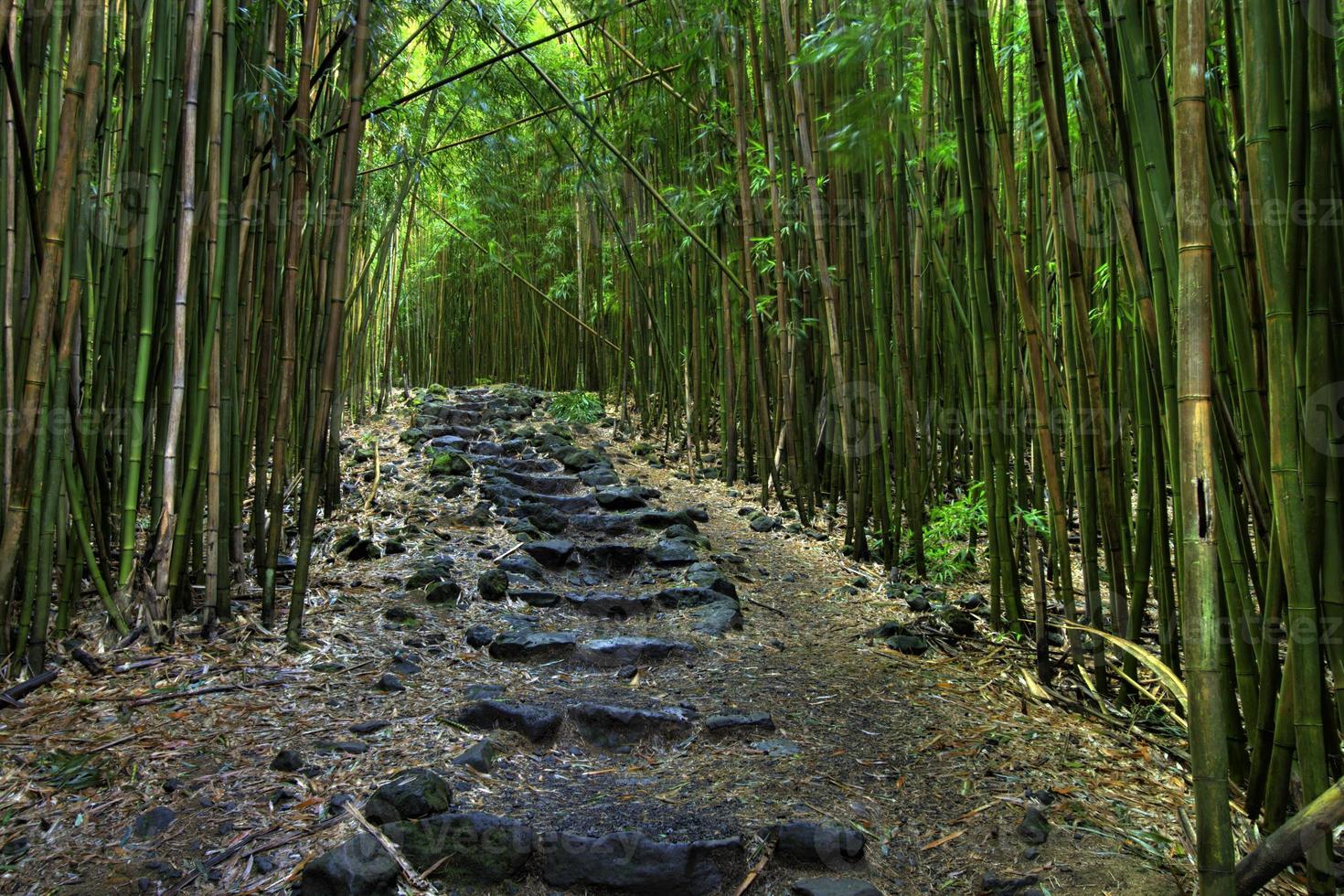uma rocha negra alinhada com um caminho através de uma floresta densa foto