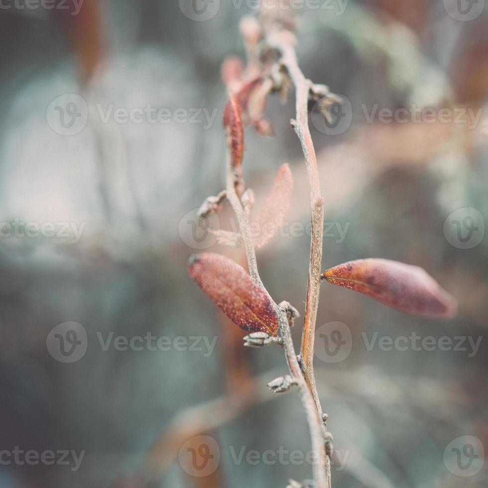 galhos de plantas molhadas na floresta de inverno - efeito retro vintage foto