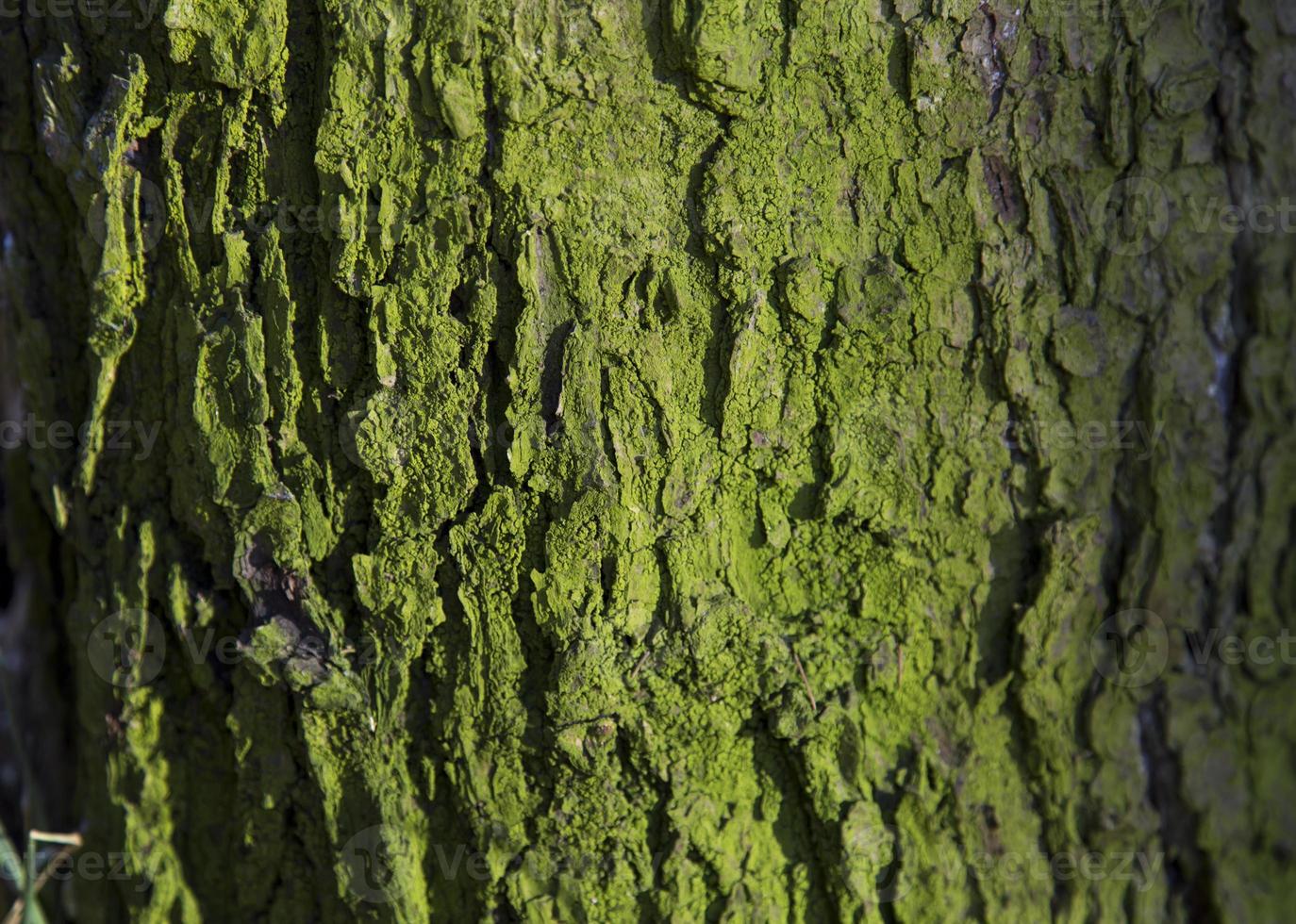 tronco de árvore coberto de musgo foto