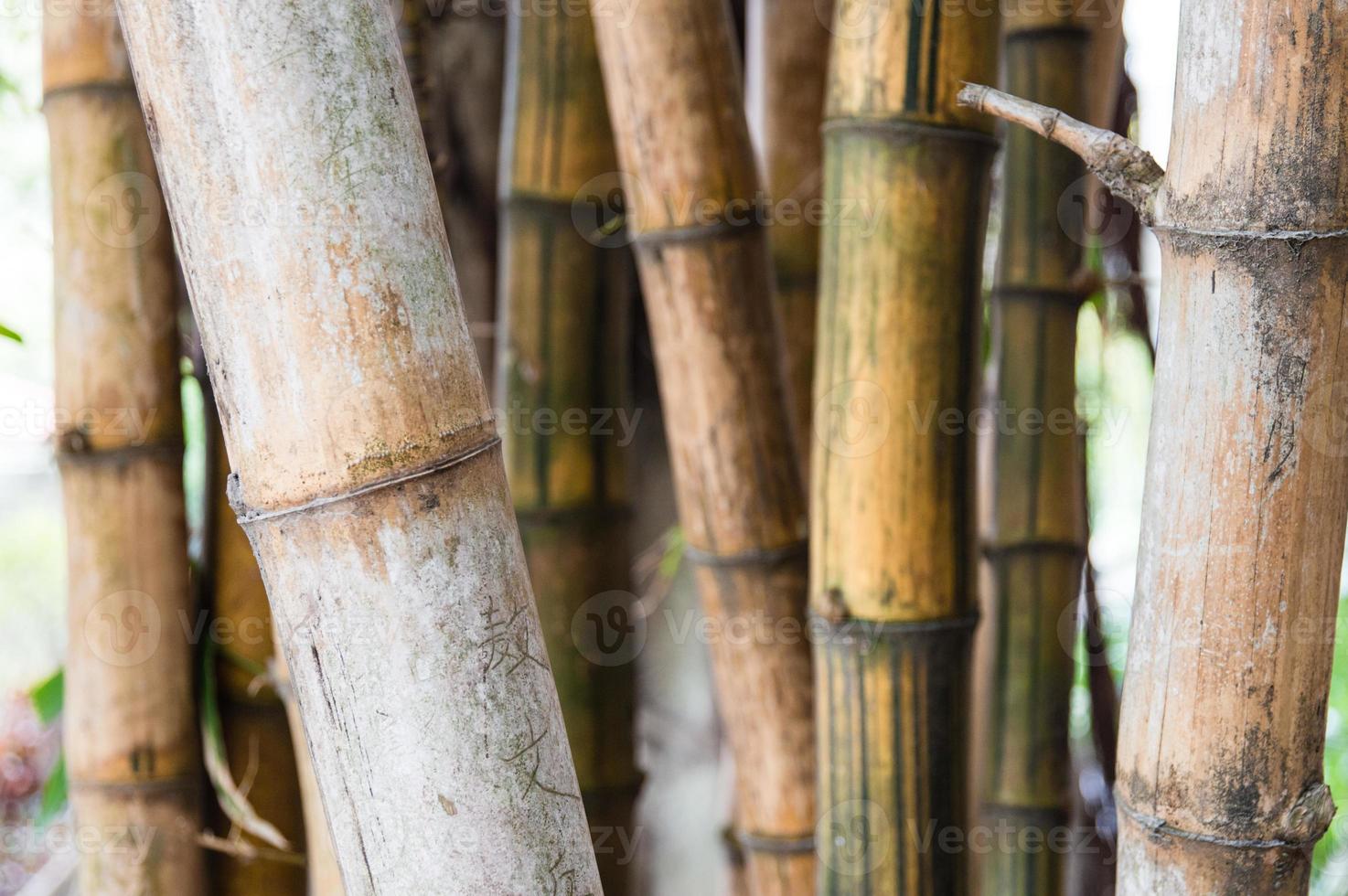 bambu foto