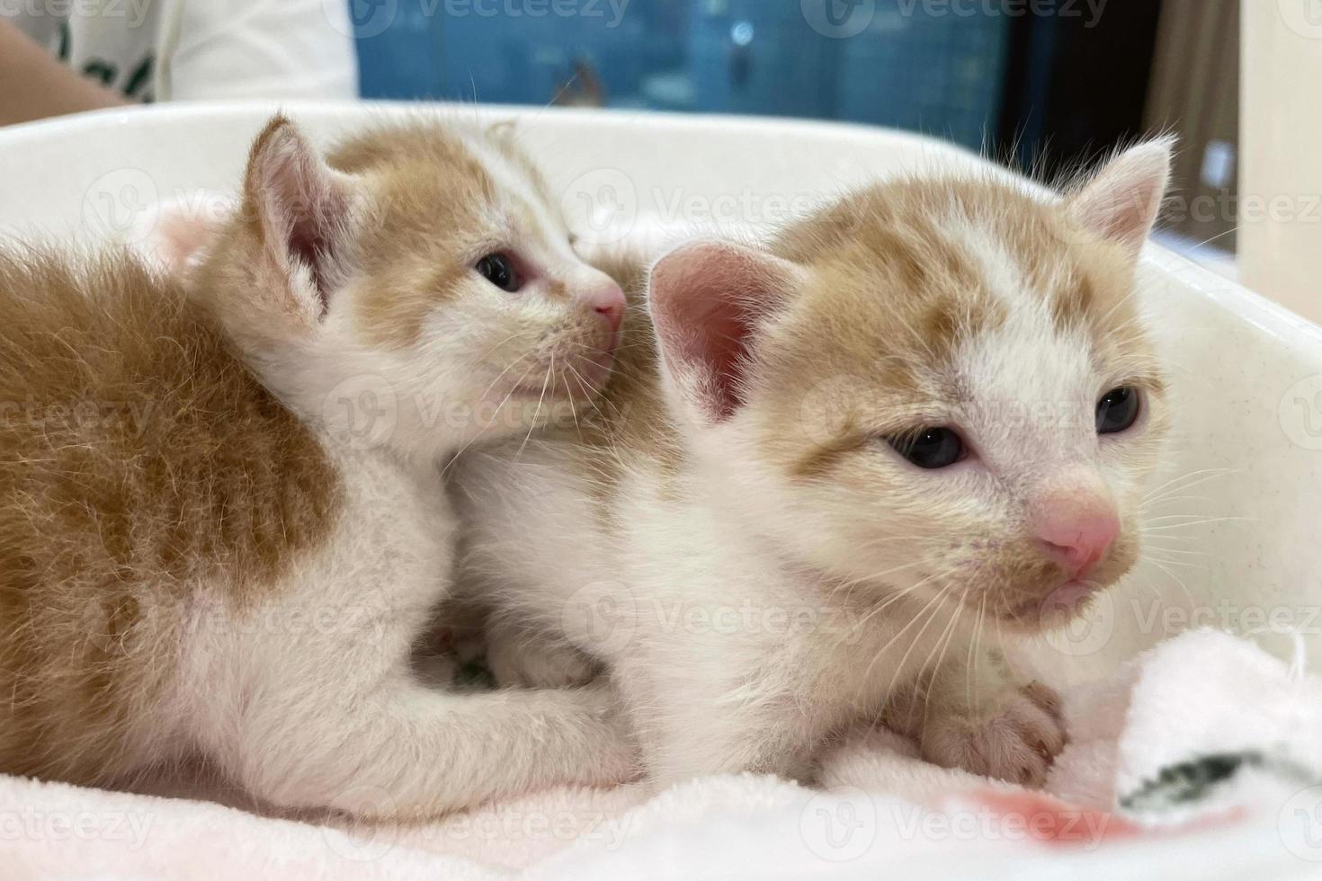 gato bebê dormindo. gatinho ruivo no sofá sob o cobertor de malha. dois gatos abraçados e abraçados. animal doméstico. sono e tempo de soneca aconchegante. animal de estimação em casa. gatinhos jovens. gatos engraçados bonitos em casa. foto