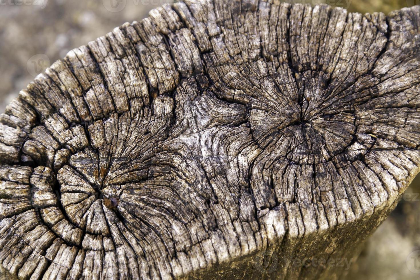 detalhe de tronco cortado em uma floresta foto