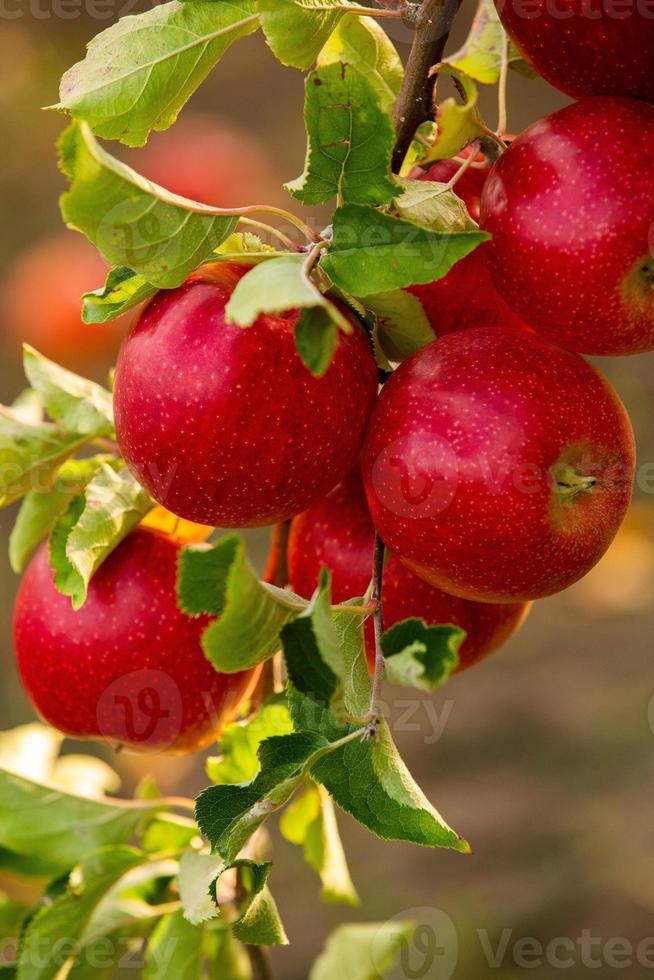 maçãs frescas do pomar. colheita de maçã pronta para ser colhida no pomar na república da moldávia. foto