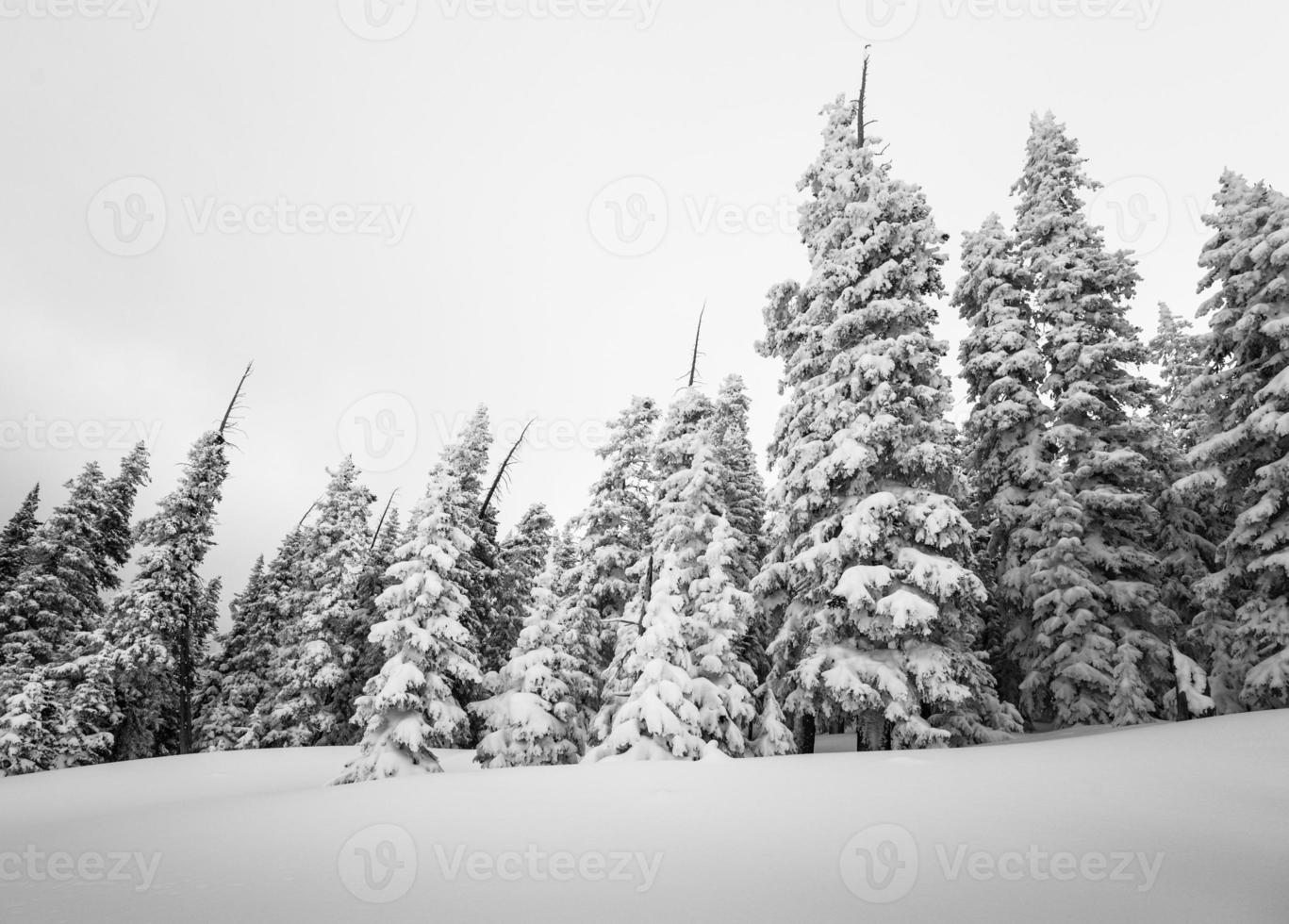 floresta de coníferas de inverno coberta pela neve fotografia p & b foto