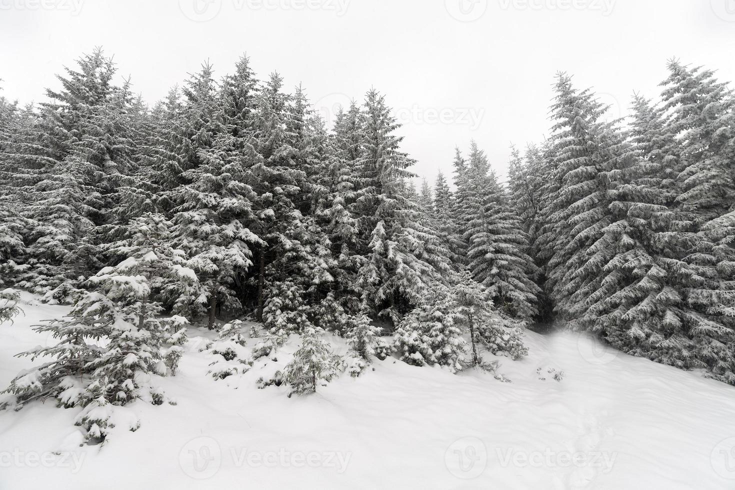 floresta nevoenta de árvore spruce coberta pela neve na paisagem de inverno. foto