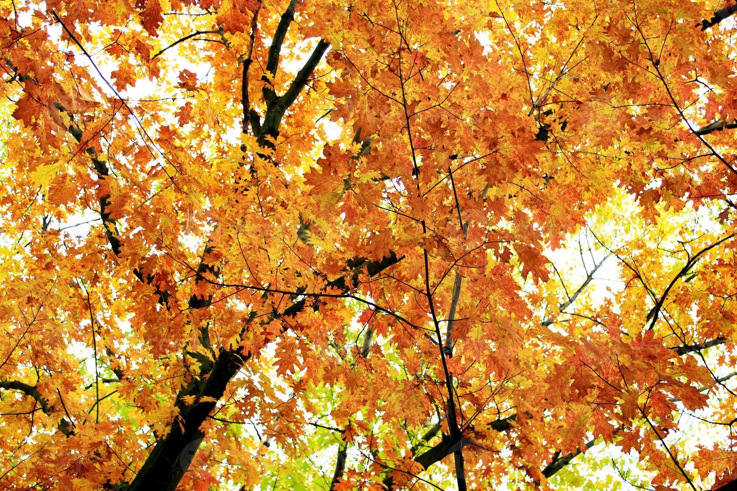 parque de outono com árvores amarelas foto