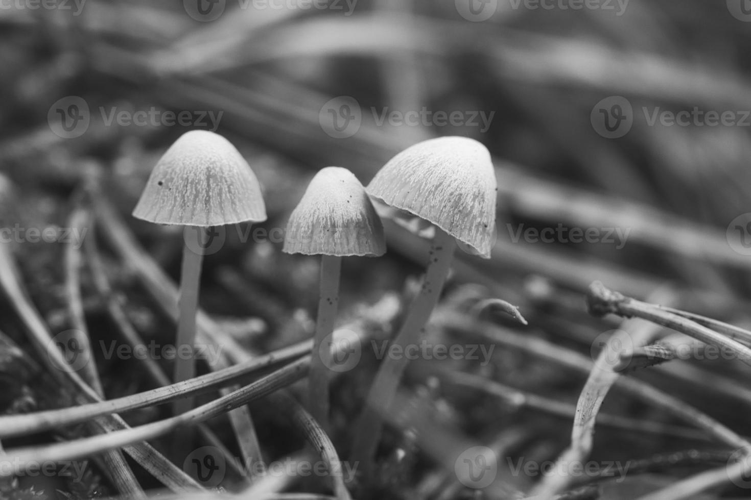 um grupo de pequenos cogumelos de filigrana, tirados em preto e branco, no chão da floresta foto