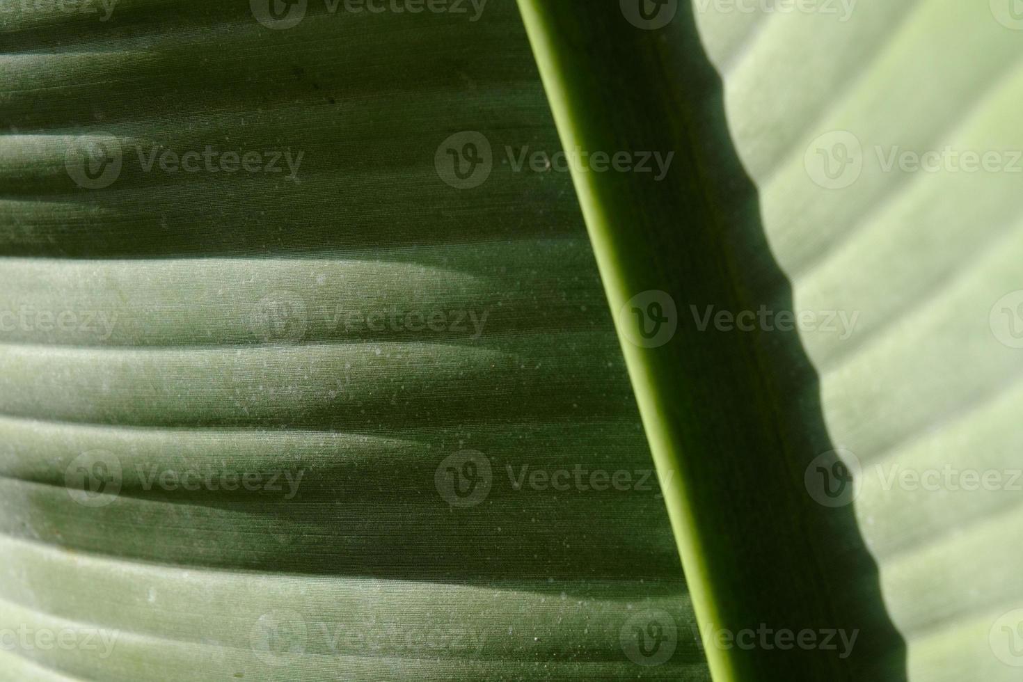closeup de folha texturizada tropical, planta tropical verde grande, padrão, crescimento da natureza tropical, detalhe de folhas de palmeira, cor, fundo de folhagem de árvore de selva, linhas naturais abstratas. foto
