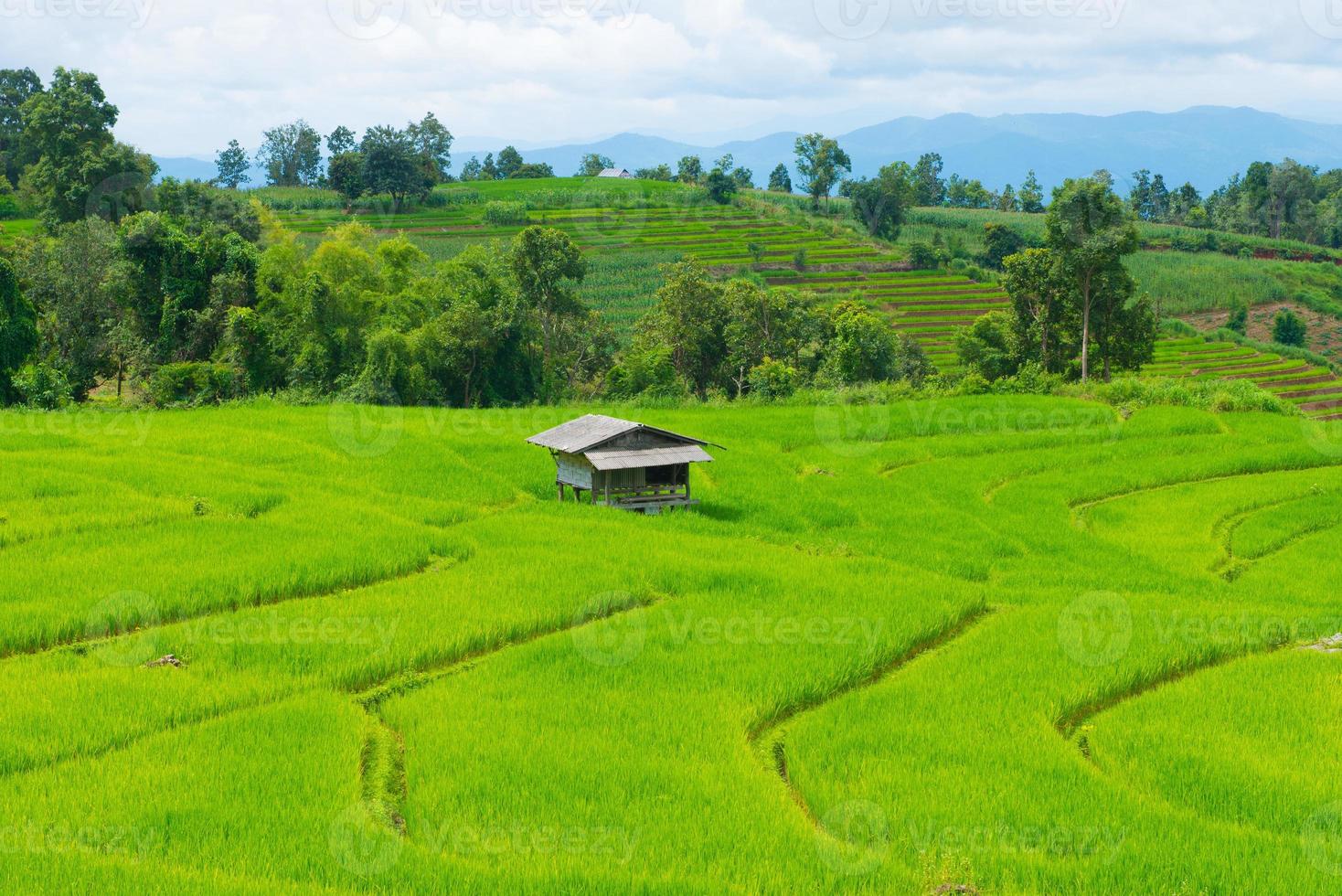 campo de arroz com casa de campo na tailândia foto
