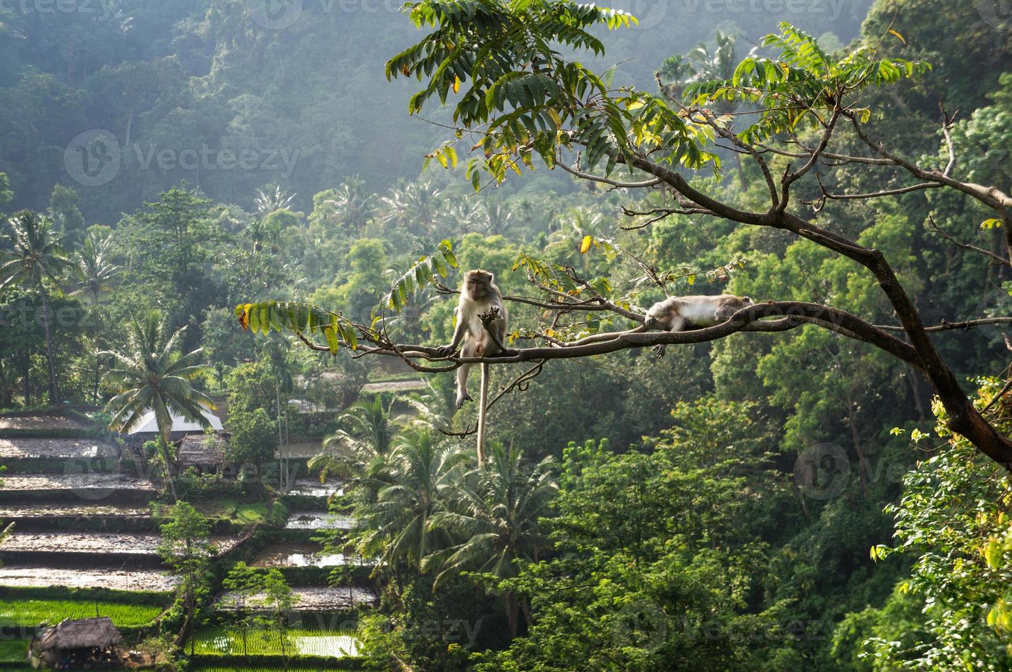 macaco (macaca fascicularis) na floresta tropical sentado em uma árvore em s foto