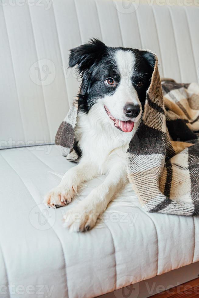 engraçado cachorrinho border collie deitado no sofá sob xadrez dentro de casa. adorável membro da família cachorrinho em casa aquecendo sob o cobertor no frio outono outono inverno clima. conceito de vida animal de estimação. foto