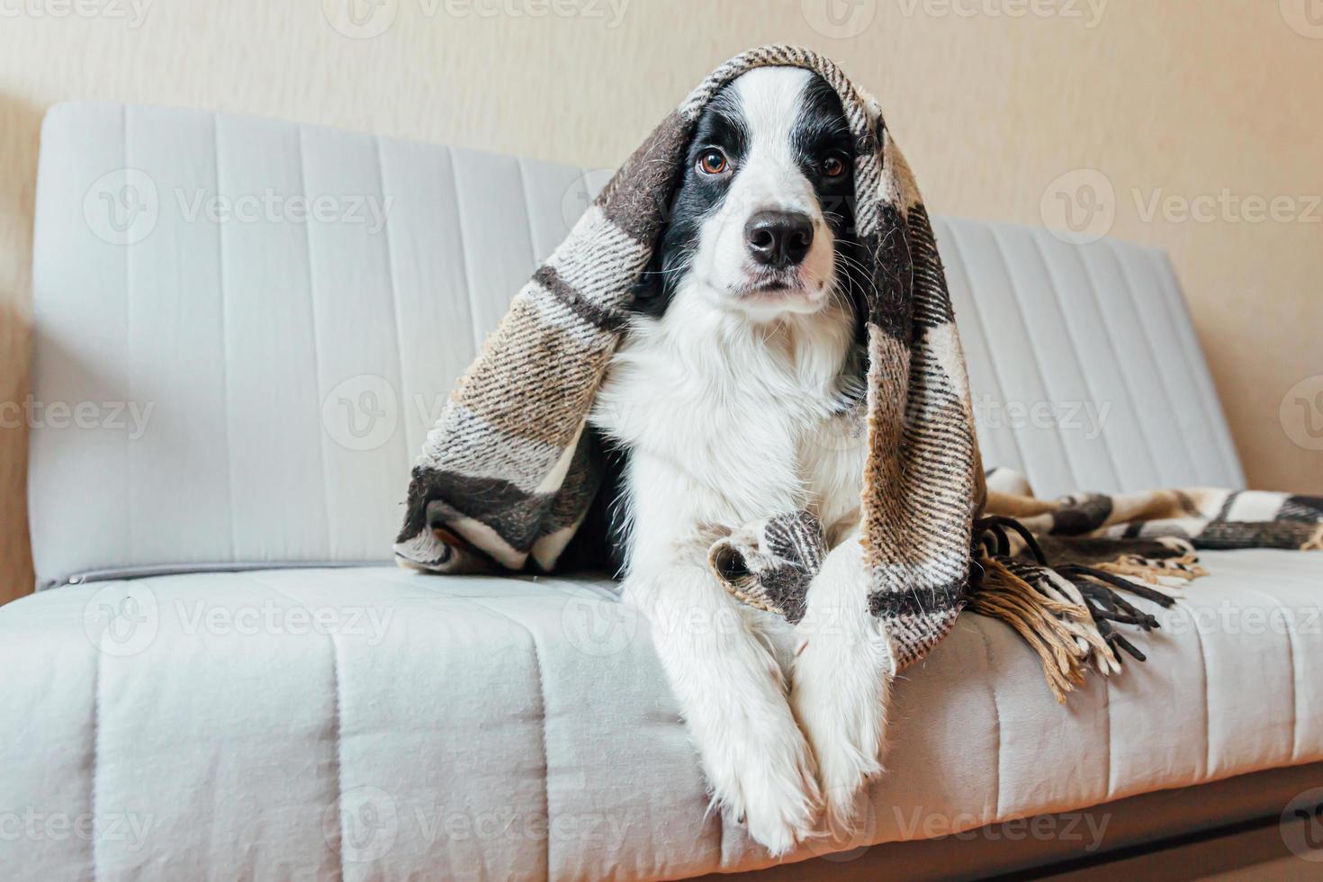 engraçado cachorrinho border collie deitado no sofá sob xadrez dentro de casa. adorável membro da família cachorrinho em casa aquecendo sob o cobertor no frio outono outono inverno clima. conceito de vida animal de estimação. foto