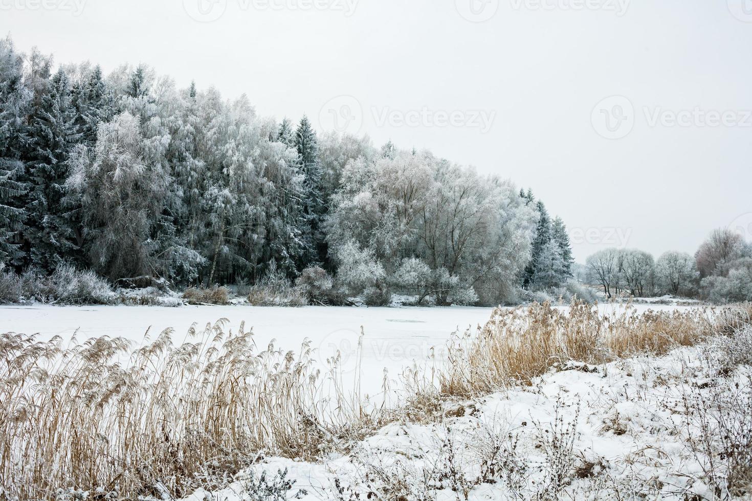 paisagem de inverno com neve e árvores foto
