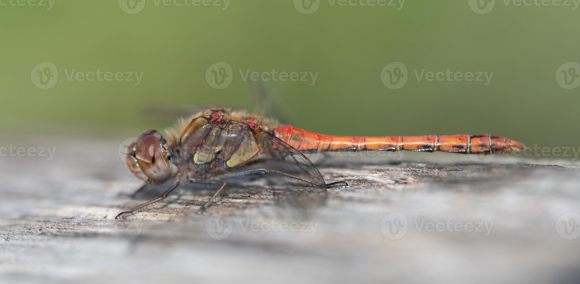 close-up de uma libélula selvagem com um corpo vermelho e asas longas, sentado em um pedaço de madeira velha contra um fundo verde foto