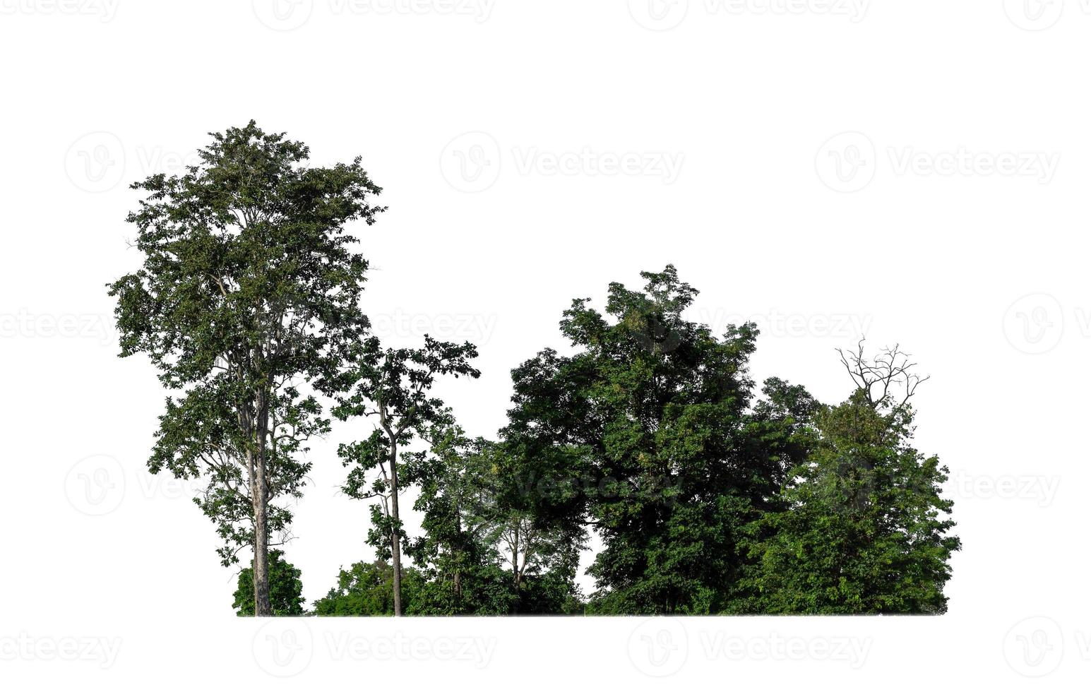 floresta e folhagem no verão isolado no fundo branco foto