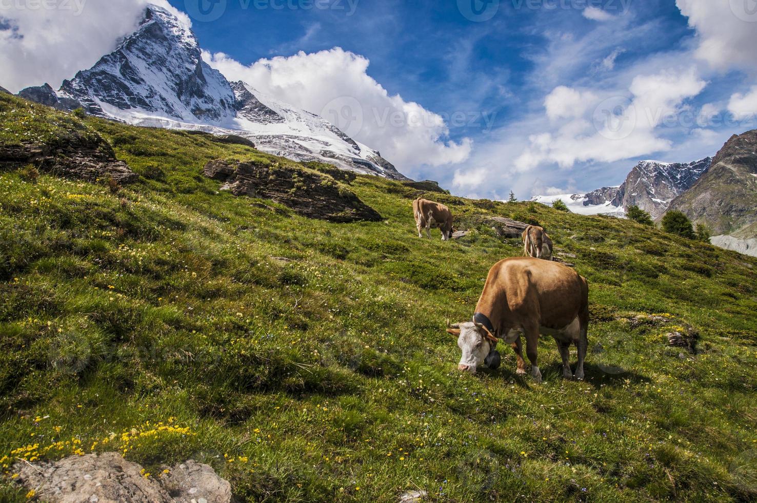 vaca alpen comendo grama nas montanhas foto