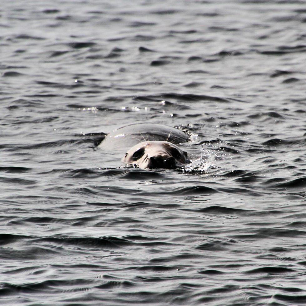 uma visão de uma foca ao largo da costa da ilha de homem foto