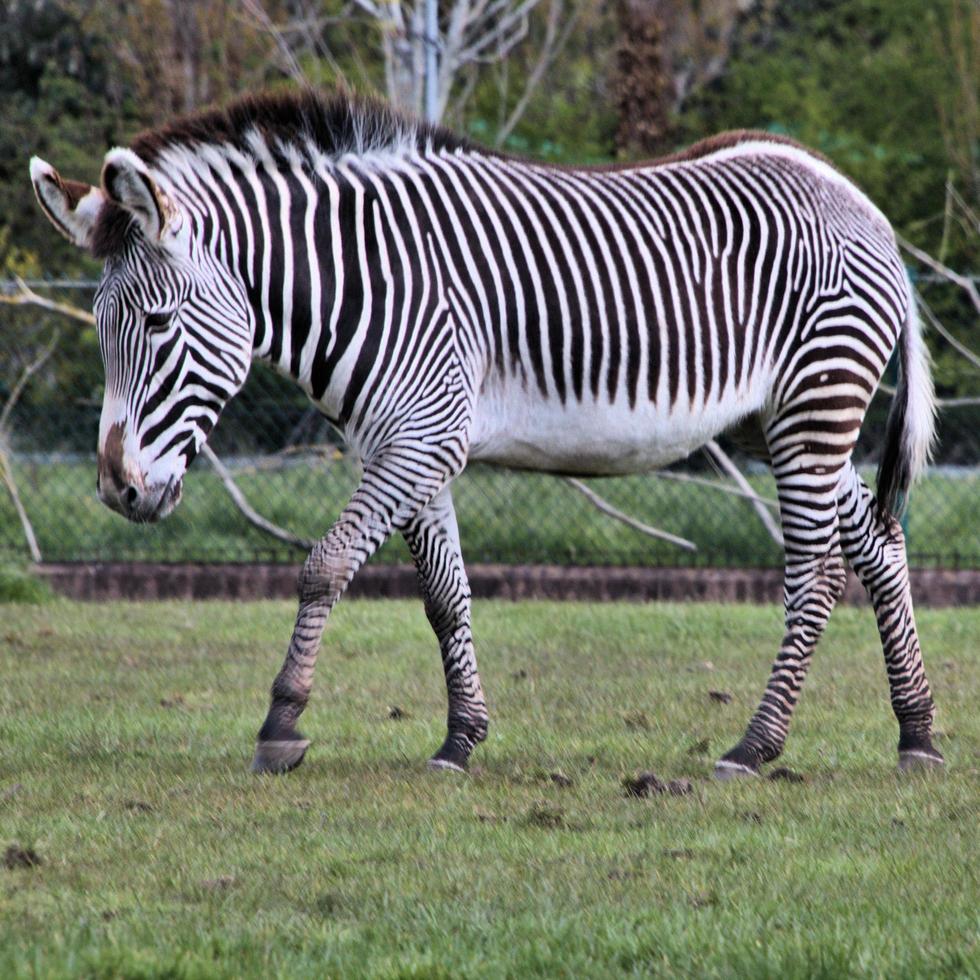 uma visão de uma zebra foto