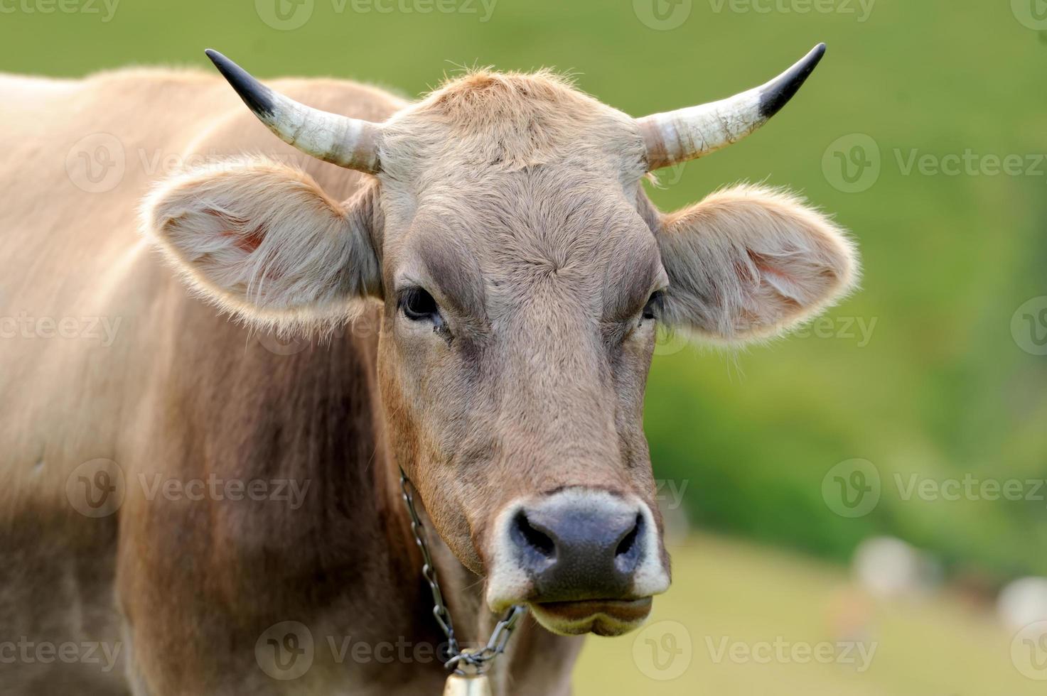 vaca em pastagem de montanha foto