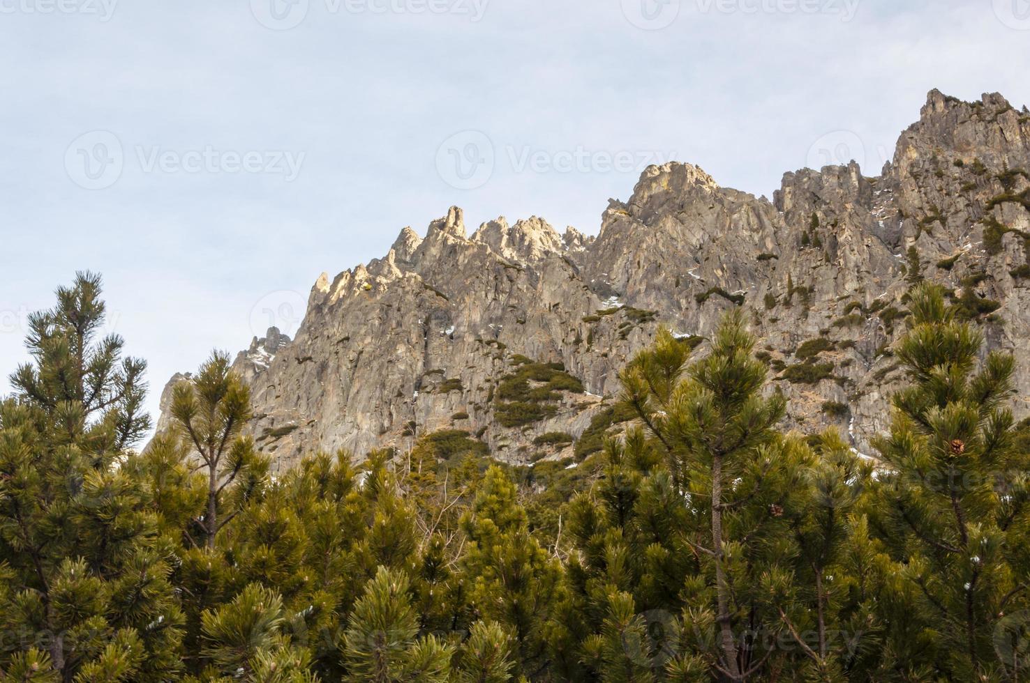 parede de rocha acima do pinheiro anão foto