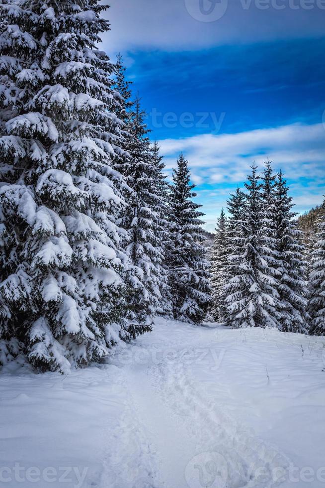 caminho de montanha de inverno na floresta foto