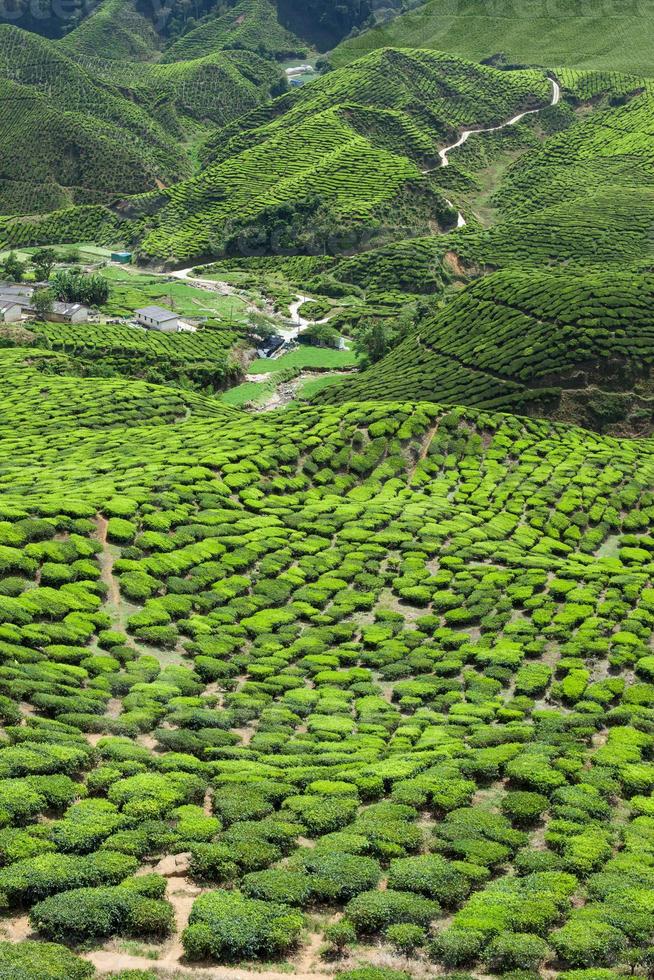 plantação de chá nas montanhas foto