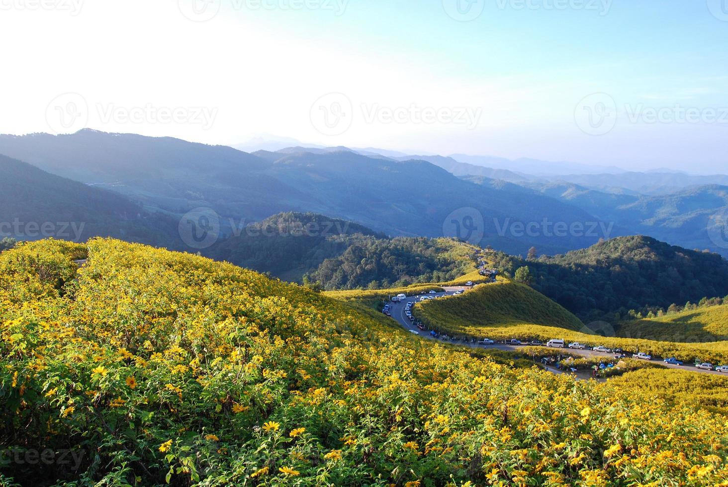 flores amarelas na montanha foto