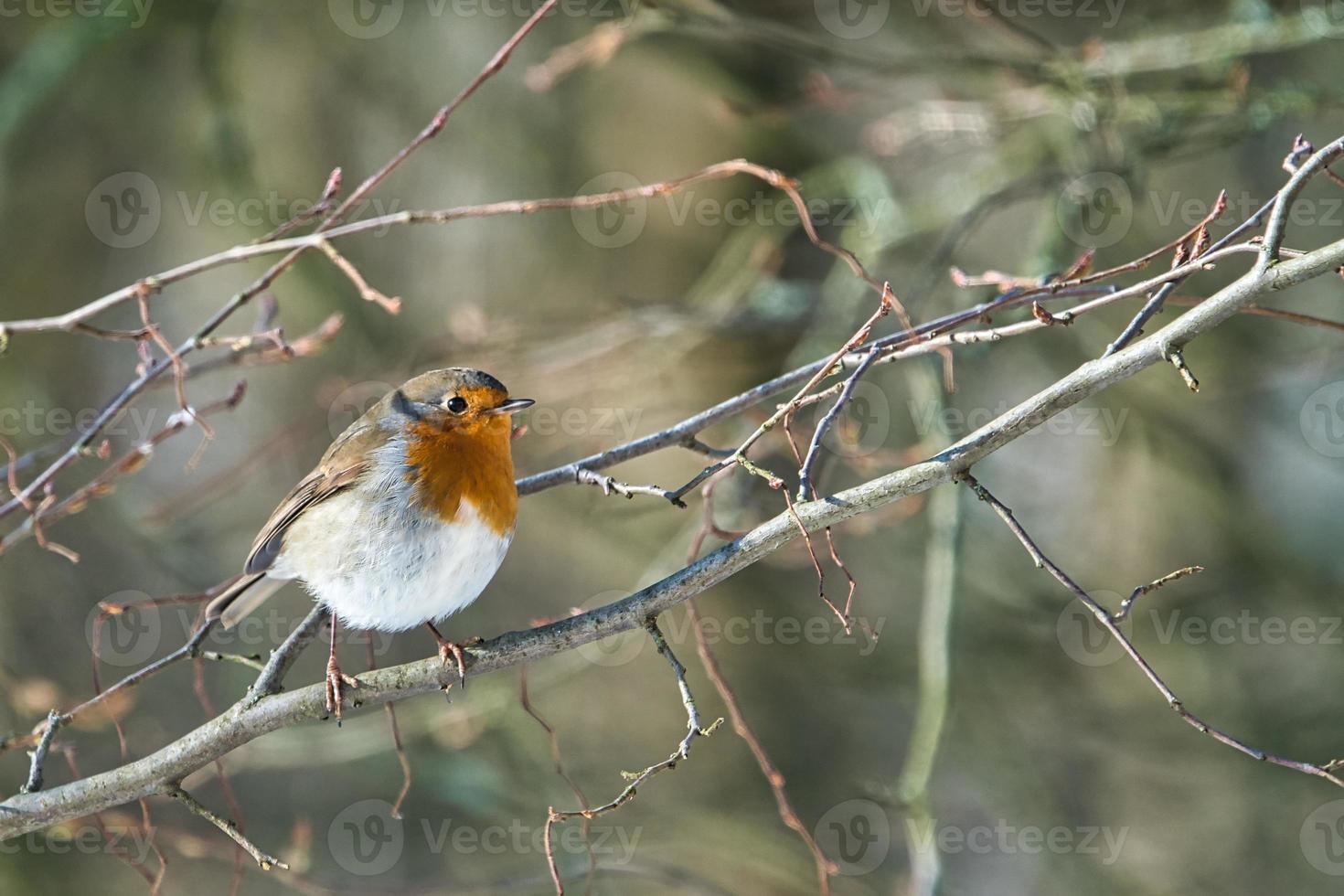 sinle robin no inverno foto