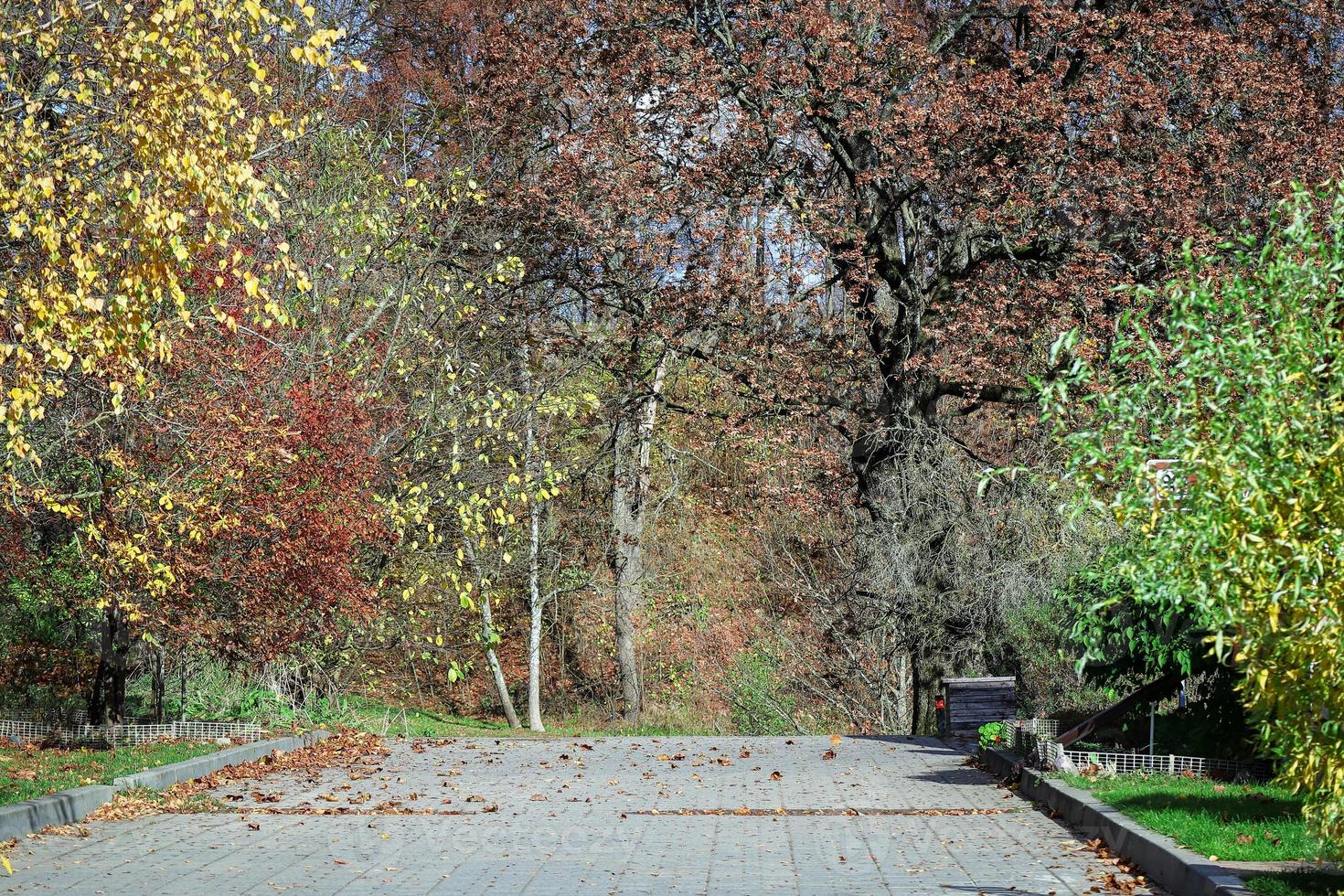 caminhos sombrios no parque outono com folhas amarelas caídas na estrada e grama verde foto