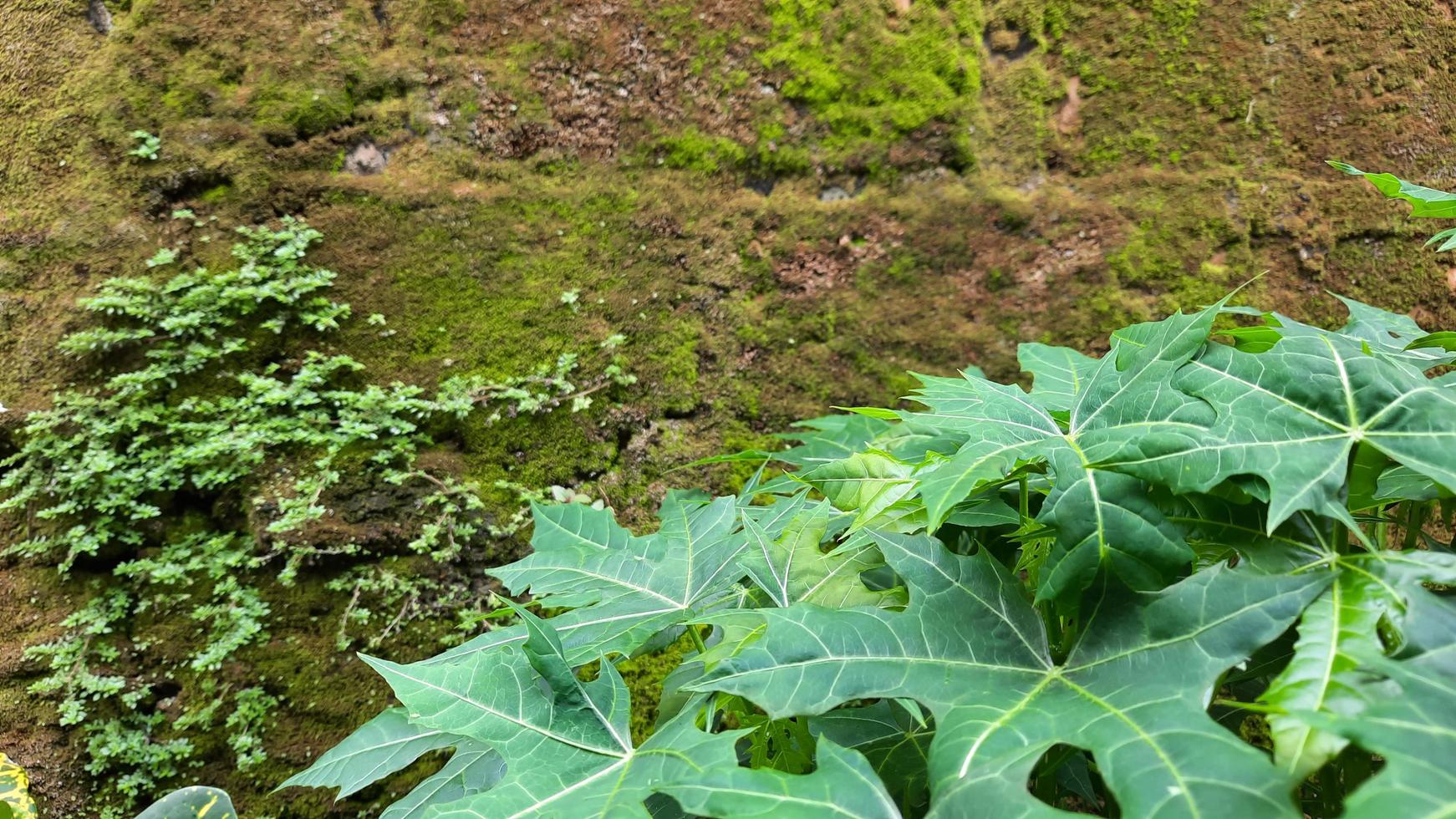 parede de tijolos musgosa com ornamentos de plantas à direita foto