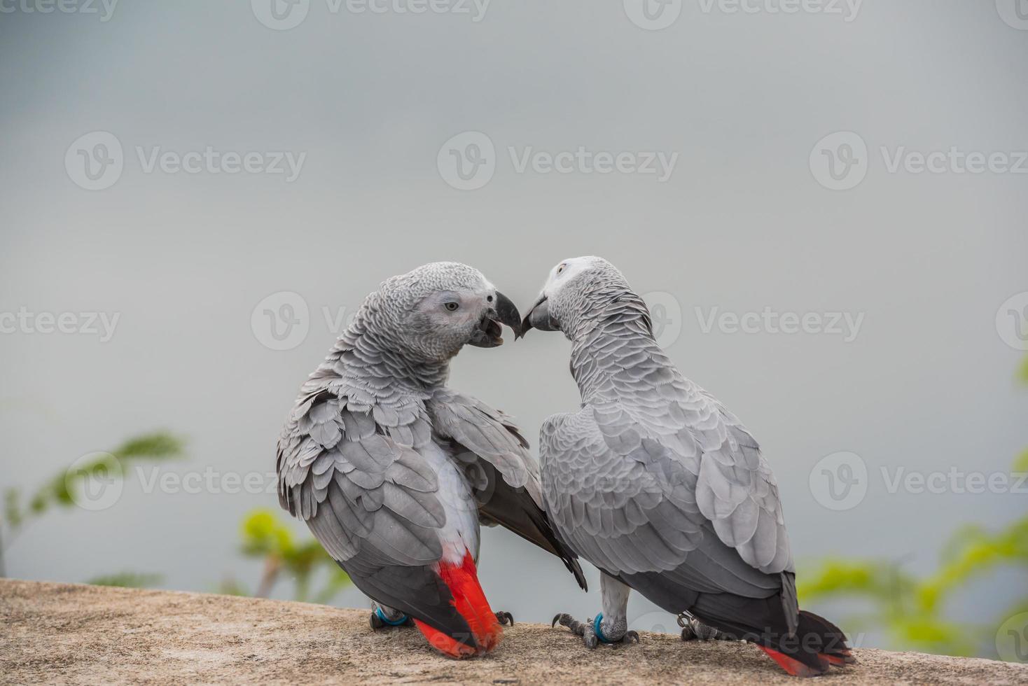 dois papagaios ou pássaros apaixonados se beijam, amor de papagaio, papagaio cinza africano sentado e conversando com emoção de amor. foto
