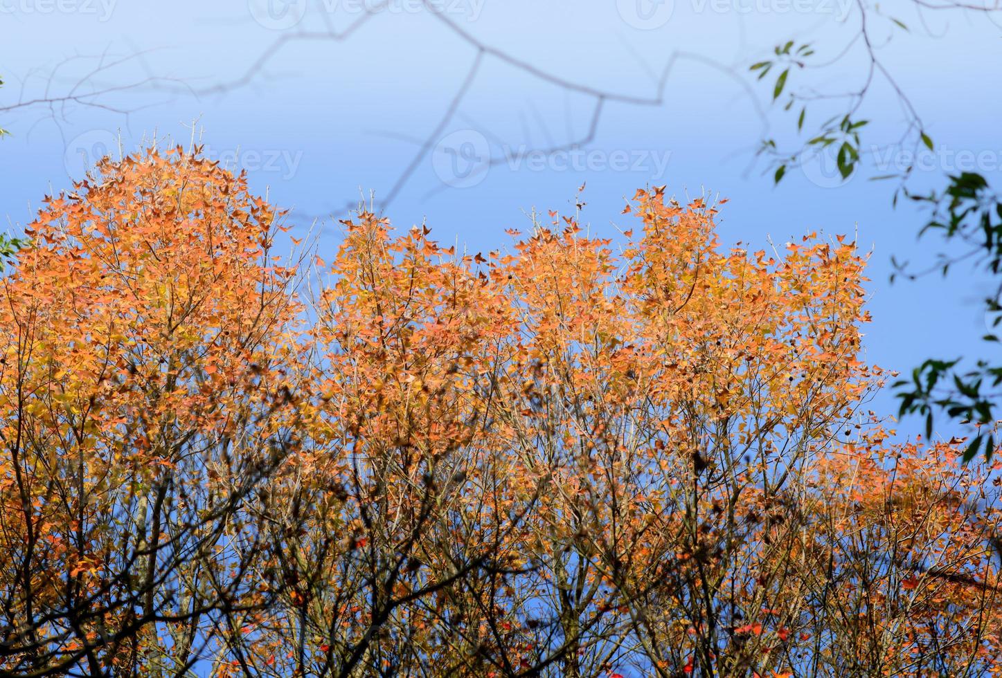 outono vivas folhas de bordo foto