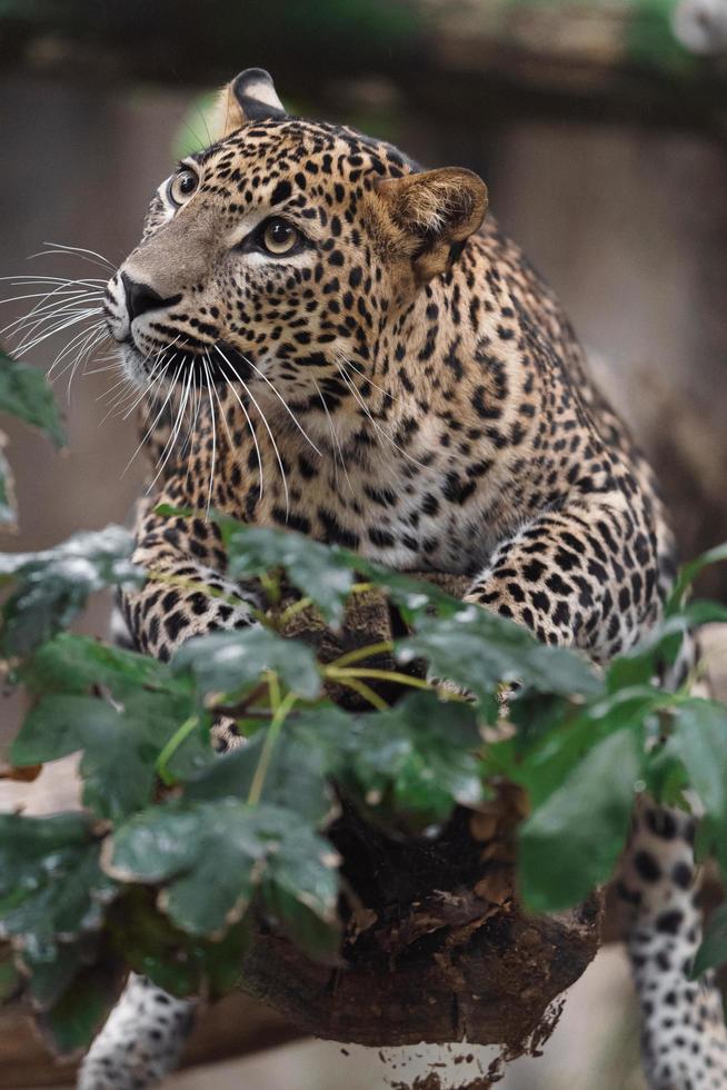 leopardo do sri lankan foto