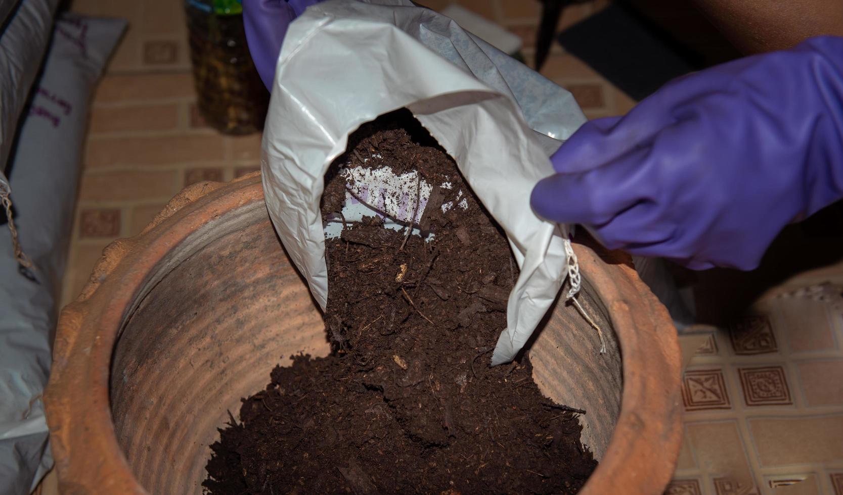 jardineiro despeje estrume estável, estrume de curral, estrume de vaca em vaso para plantas no jardim. foto