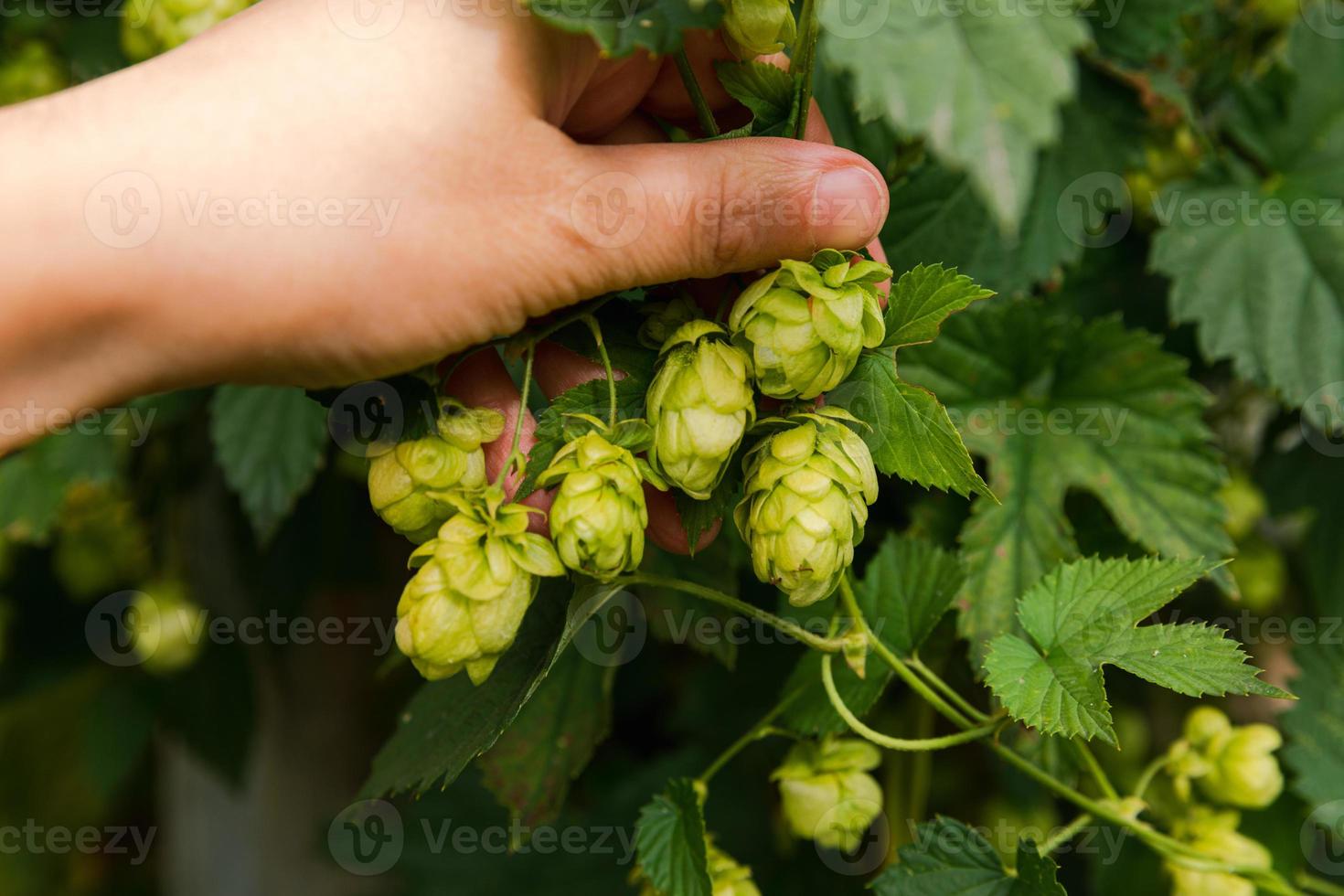 conceito de agricultura e agricultura. mão de trabalhador agrícola de mulher colhendo cones de lúpulo orgânico maduro fresco verde para fazer cerveja e pão. lúpulo fresco para a produção de cerveja. planta de lúpulo crescendo no jardim ou fazenda. foto