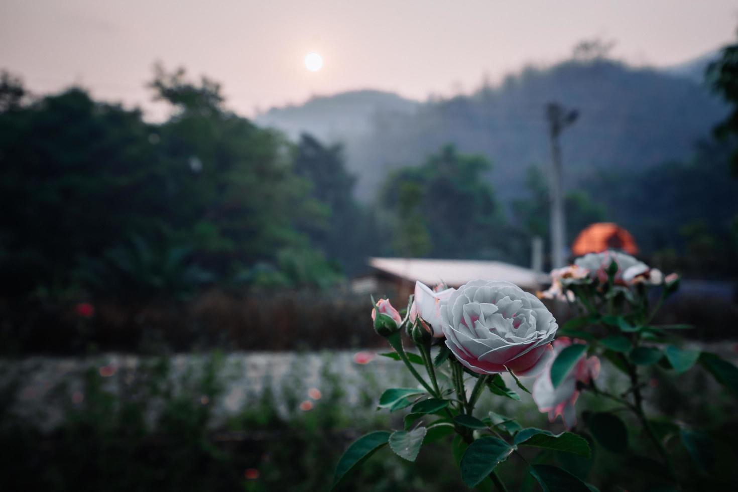 linda rosa em um jardim foto