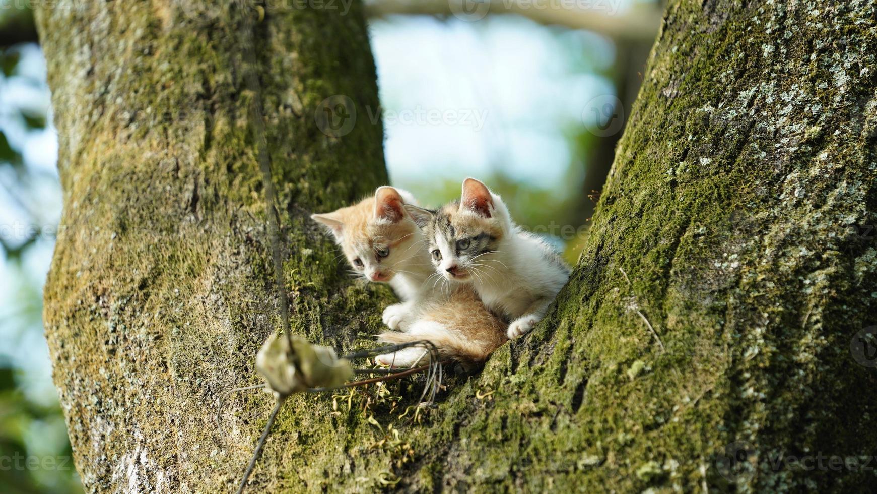 dois gatinhos fofos subindo na árvore para descansar foto