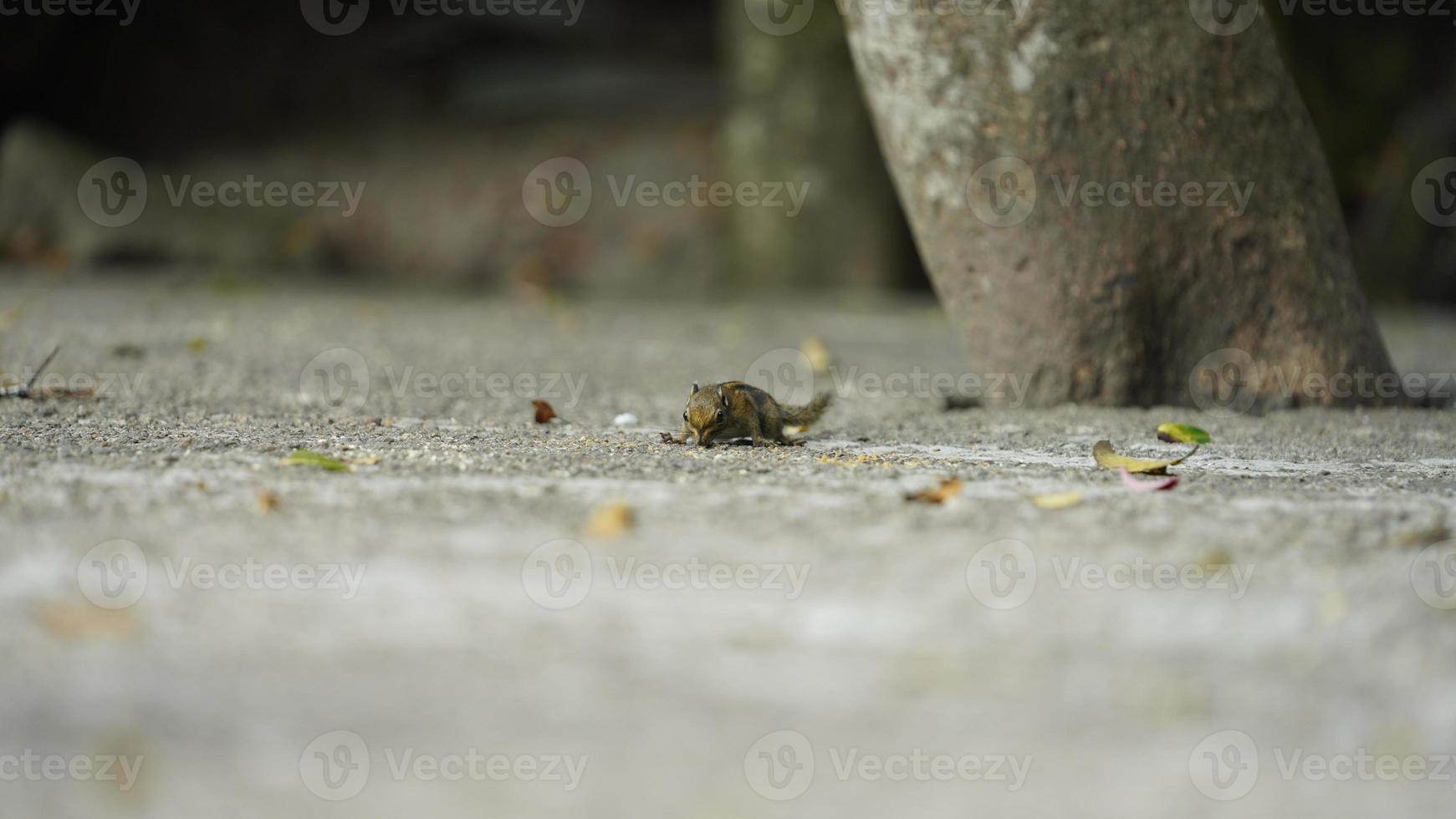 um esquilo bonitinho procurando a comida na floresta foto