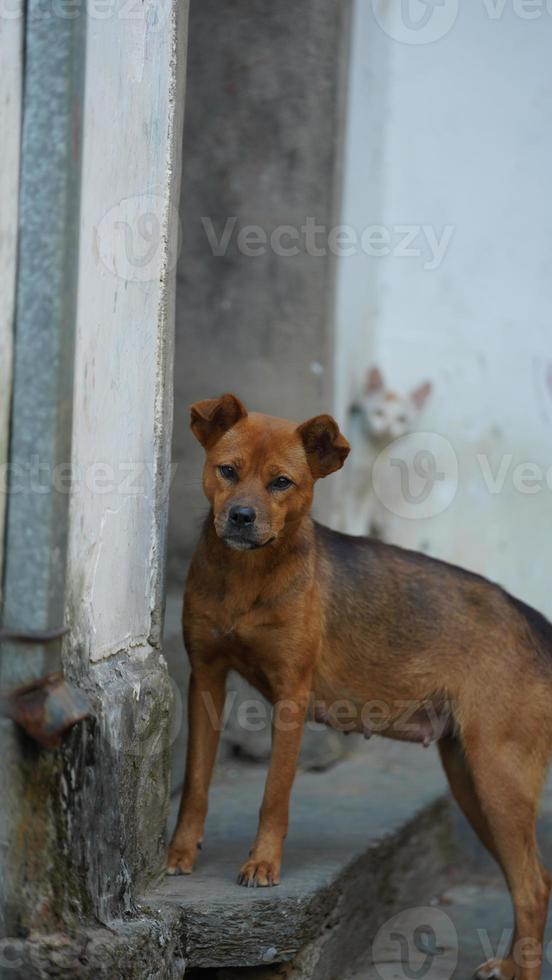 um cachorro adorável brincando no quintal livremente foto