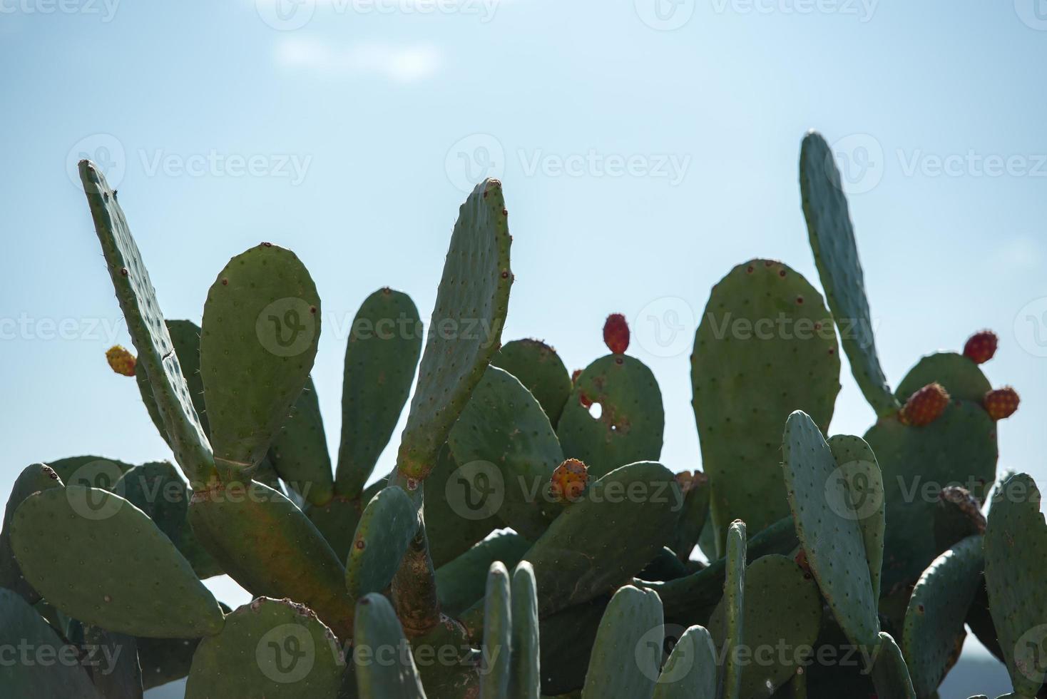 campos rurais de santa anges de la corona, ibiza, espanha. foto