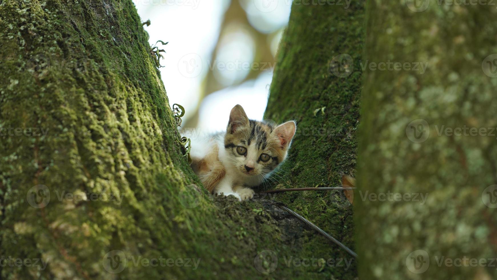 dois gatinhos fofos subindo na árvore para descansar foto