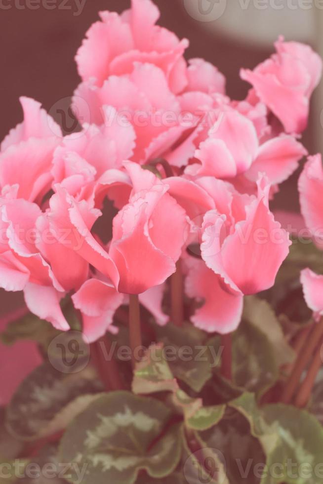 imagem de look vintage de uma planta de ciclame rosa em flor 1333619 Foto de  stock no Vecteezy