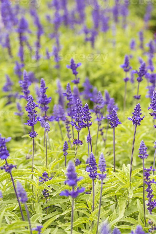 plantas e flores roxas fecham em flor 1333631 Foto de stock no Vecteezy