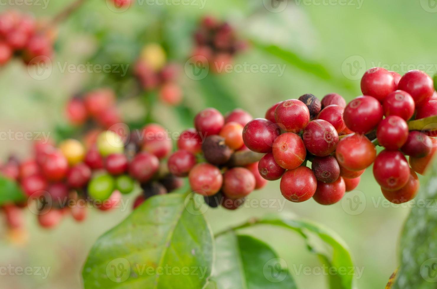 grãos de café crescendo na árvore foto