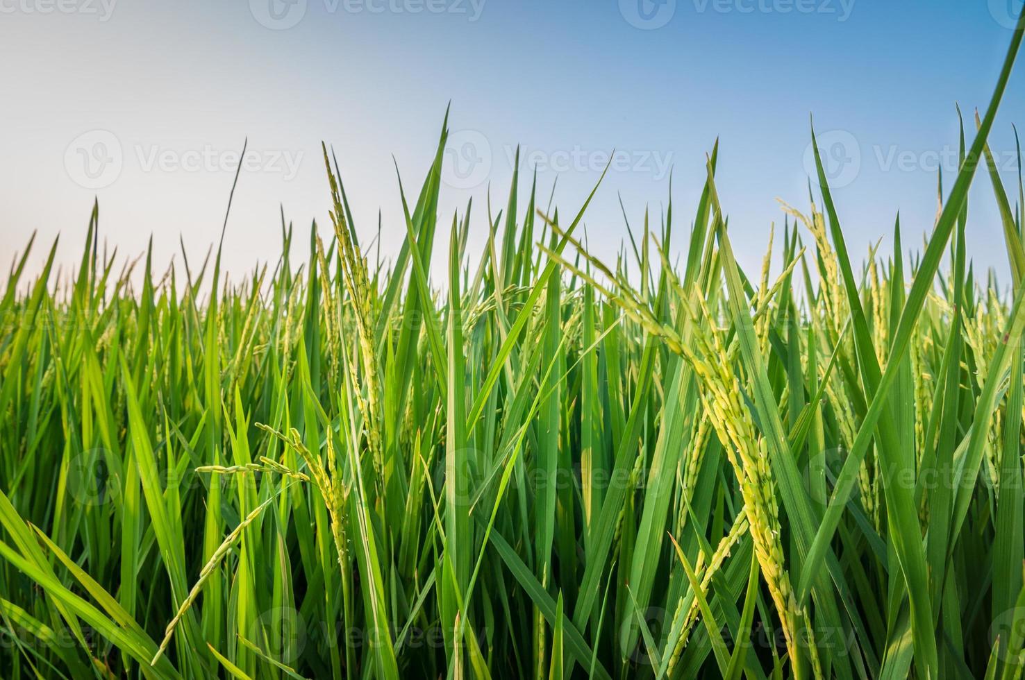 campo de arroz em casca foto
