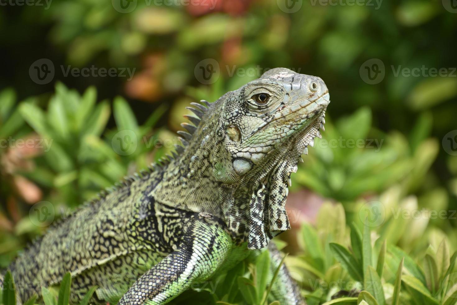 perfil lateral de uma iguana em aruba foto